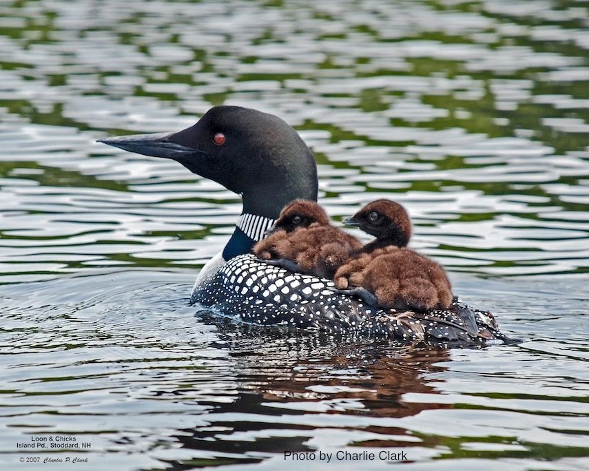 Island Pond scene